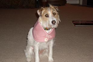 Scout - Our rescued Parson Russell Terrier