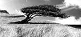 tree - Enjoy