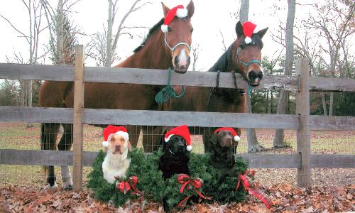 buca's family - my dogs mother and brothers at christmas time