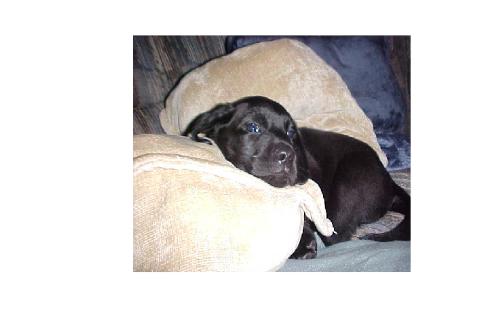 Buca as a puppy - Buca's first day with us when he was a puppy