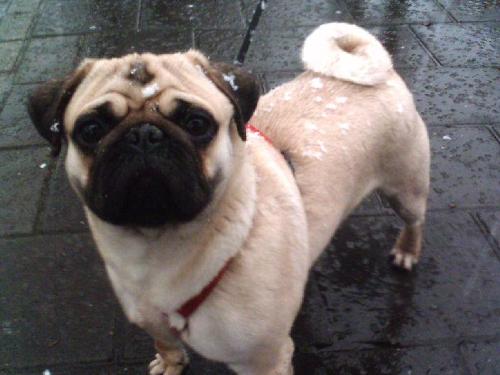 pug - picture of a pug, how cute!