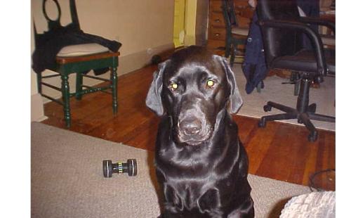 Buca - Buca at age 2