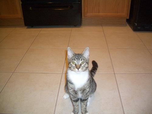 My Cat - My cat posing for a picture in the kitchen