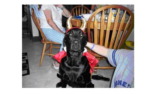 buca's costume - Buca all dressed for Halloween