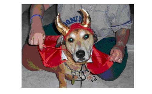 Shamrock at Halloween - Shamrock all dressed for Halloween