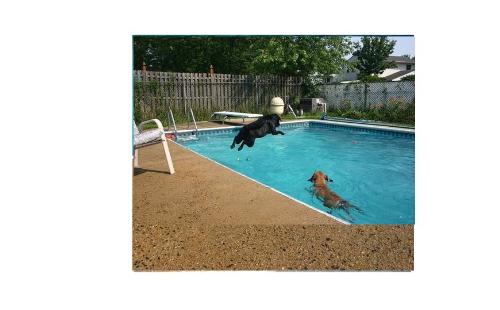 Buca Diving - Buca diving in the pool