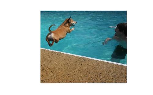 Shamrock diving - Shamrock diving in the pool