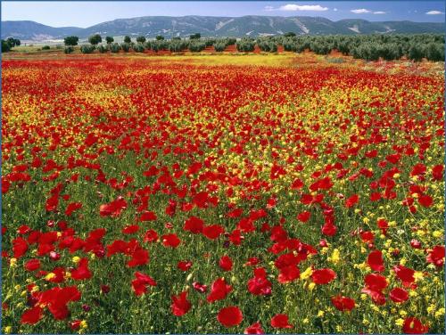 Endless Poppies, SpainEndless Poppies, SpainEndles - Endless Poppies, SpainEndless Poppies, SpainEndless Poppies, Spain