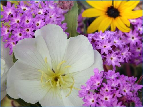 Evening Primrose and Sand Verbena - Evening Primrose and Sand VerbenaEvening Primrose and Sand Verbena