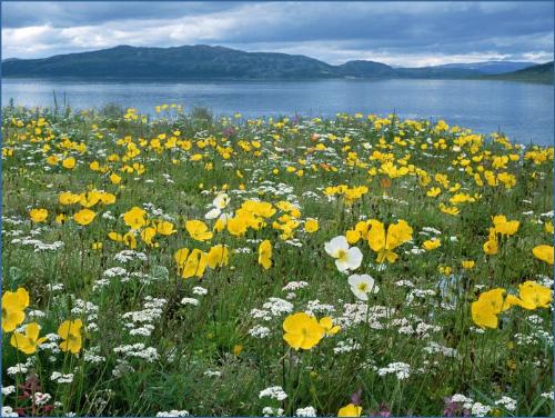 Evening Primrose and Sand Verbena - Evening Primrose and Sand VerbenaEvening Primrose and Sand Verbena