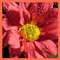 is this flower good or bad for us the HUMAN$$?? - humn rite