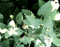 Catnip - Here is a picture of catnip