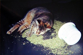 Catnip Stupper - I thought this was funny reminds me of my cats
