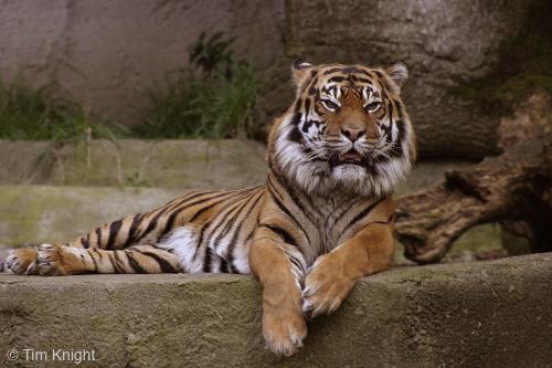 the animal that l like most - the animal that i like most is tiger
