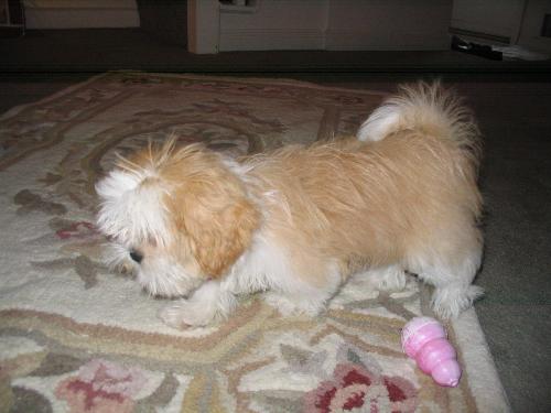 Our New Puppy - This is our 11 week old puppy Tayah.  She is a purebreed Shih Tzu.  She is gold and white in color and perfect.  She loves to be held so she can chew on your hand, OUCH!