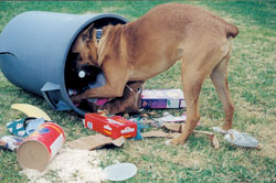 dog in trash - when your dog gets in the trash