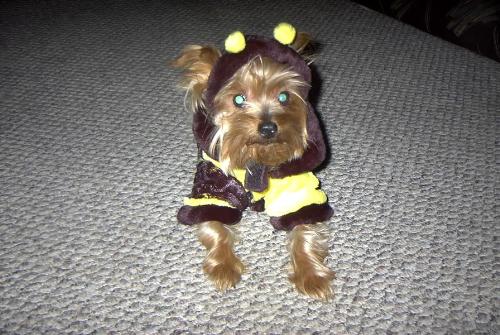 My tyger on Halloween - Tyger as a bumblebee :)