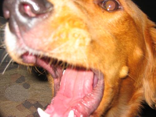 bad dog yell - lizzy barking