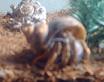 One of my Crabs - This is one of my Hermit Crabs 