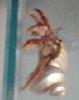 Hermit Crab  - My Crab climbing up its tank corner