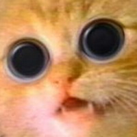 cats - cute cute cat, don't tell me those eyes arnt large:P!