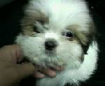 my shiz tzu - her name is coco