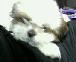 coco - cutie pie