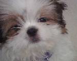 close up - coco mo