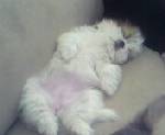 sleeping - coco sleeping here