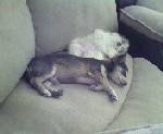 woofy & coco - sleeping