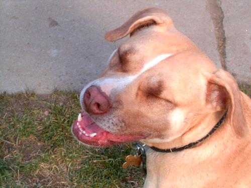 ZeeZee - ZeeZee is a pure bread pitbull.