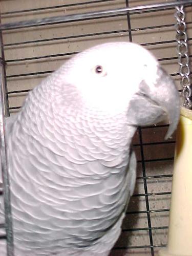 Baby  - This is my 1st African Grey Parrot , Baby
