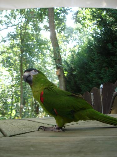 Keylime - My parrot Keylime