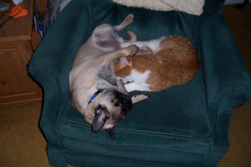 Saki and Tiger - pug and kitten