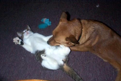 Mezu and Sherri-lynn - My dog Sherri and my cat Mezu playing. Sherri likes to 'taste' Mezu all the time.