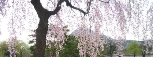 Cherry Blossom - Cherry Blossom. Spring.