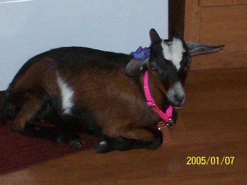 goat - My Goat Abby, we got her right after she was weaned, she lived in the house for a week, she was potty trained and slept right with the kids. She is outside now and she is so great, she comes running up to you when she is called, and every morning she comes in for Breakfast.
