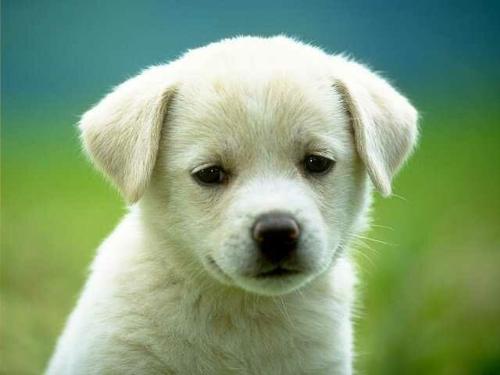 Cute dog - My fav pup
