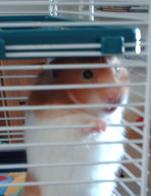Girly the hamster - Just a pic of my hamster