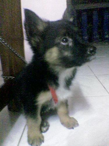 my puppy - he's hobby is biting me... grrr!