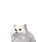 cat  - is it reall