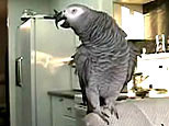 parrot - mimicking sounds