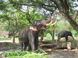 elephants the vehicle of our lords - In kerala elephants carry the idolof our lords in temples. they are considered as divine animals.