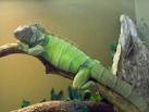 Iguana - My iguana's name was Iggy. Iguana - My iguana's name was Iggy.