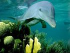 A dolphin in the ocean - A dolphin swimming