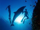 Divers in ocean with dolphin - Underwater view of some divers with a dolphin.