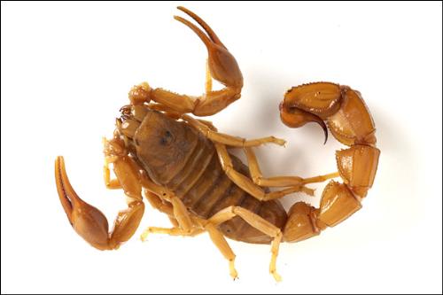 scorpio - this is the nature's deadliest creature. it is my birthsign.