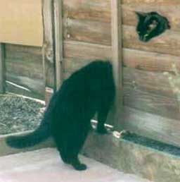 miss cat - worlds longest cat