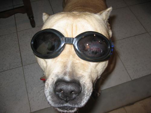 pit-bull - they are supposed to be the most frightening dogs and the most visious ones. does this looks harmful to you?
