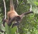 funny monkey haha - funny monkey haha./